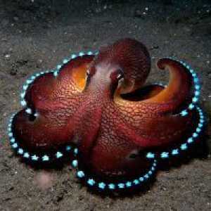 Zašto san hobotnice?
