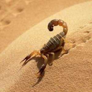 Zašto san škorpiona?