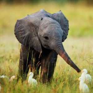 Zašto san beba slona?