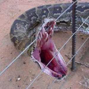 Što san ubiti zmiju?