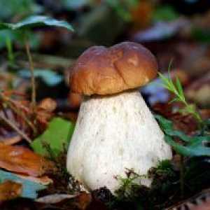 Zašto san bijelih gljiva?