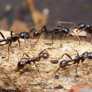 Zašto san od mrava?