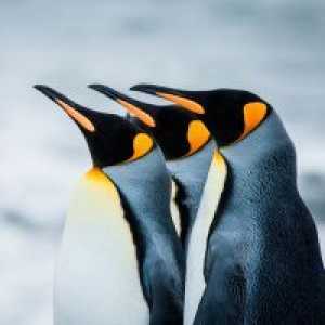 Zašto sanjati o pingvinima?