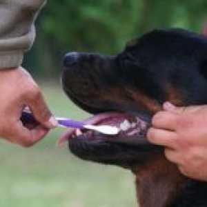 Kako četkati zube psa?
