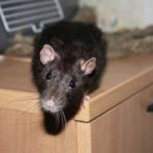 Kako da biste dobili osloboditi od štakora u privatnoj kući?