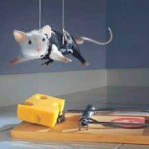 Kako da biste dobili osloboditi od miševa u kući?
