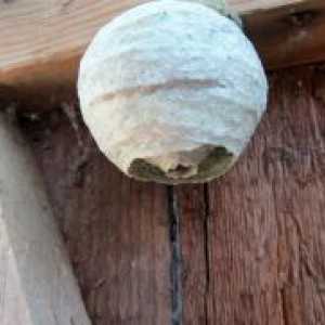 Kako se riješiti osa gnijezdo na balkonu?
