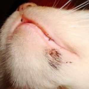 Kako liječiti akne kod mačaka na bradi?