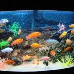 Kako promijeniti vodu u akvarij s ribom?