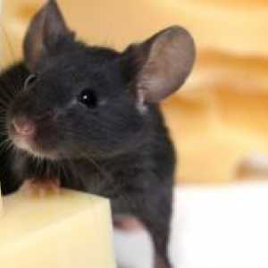 Kako da biste dobili osloboditi od miševa u vašem stanu?