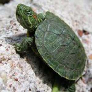 Kako odrediti starost crveno-kornjače?