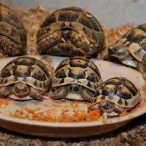 Kako odrediti starost zemljišta kornjače?