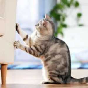 Kako odučiti mačka suza kauč?