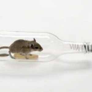 Kako uloviti miša u stanu?
