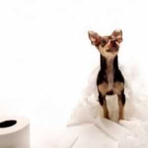 Kako trenirati Chihuahua na WC?