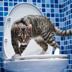Kako priviknuti mačku na WC?