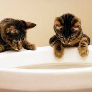 Kako naučiti mačića na WC?
