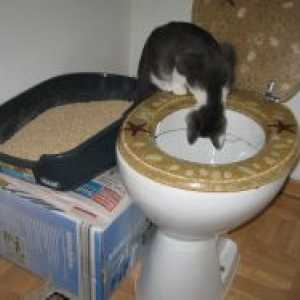 Kako naučiti mačića do WC školjka?