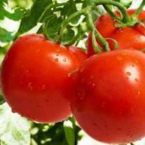Kako biljka rajčice?