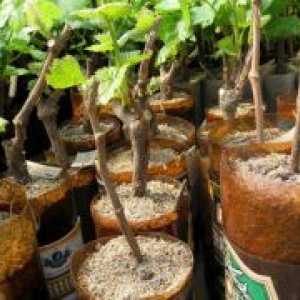 Kako saditi vinovu lozu?
