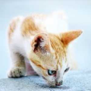 Kako ukloniti miris mačka urin?