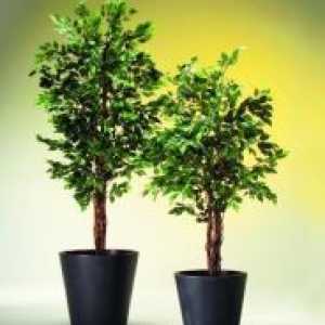 Kako Briga za Ficus benjamina?