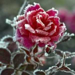 Kako pokriti ruže za zimu?