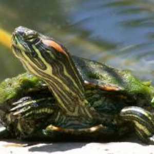 Kako znati spol crvenim kornjače?
