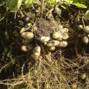Kako raste kikiriki?