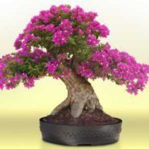 Kako raste bonsai kod kuće?