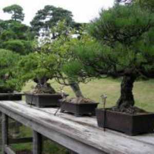 Kako raste bonsai?