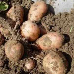 Kako raste krumpir?