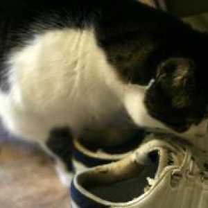 Kako bi miris mačka urin iz cipela?