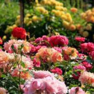 Što je potrebno gnojiva ruže?
