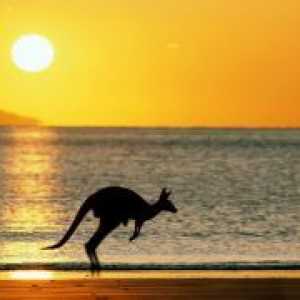 Što su životinje žive u Australiji?
