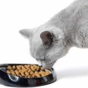 Što bolji hrana za mačke?