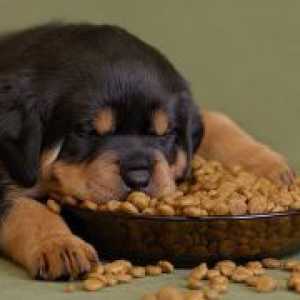 Što je suha hrana za pse je bolje?