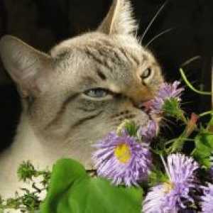 Što miris ne toleriraju mačka?