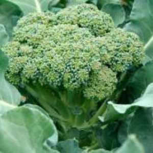 Brokula - sorti i hibrida