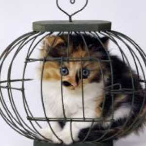 Cage za mačke