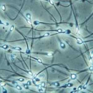 Stanice spermatogeneze