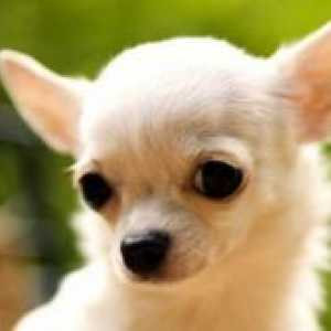 Nadimci za pse Chihuahua djevojke