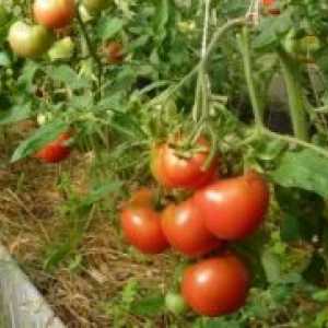Kada je potrebno obraditi rajčice iz kasnog truljenja?