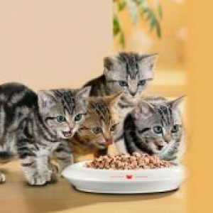 Konzervirana hrana za mačke