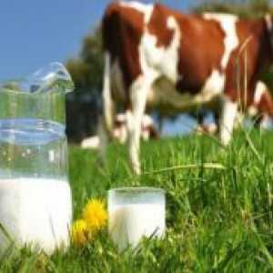 Kravlje mlijeko - koristi i štete