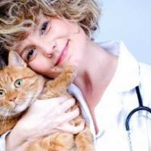 Mačka gripa - Simptomi i liječenje