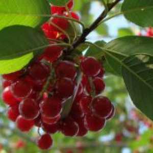 Crvene trešnje - koristi i štete