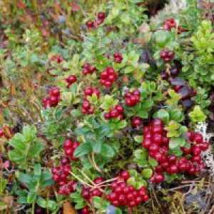 Lingonberry list - korisna svojstva i kontraindikacije