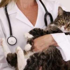 Mastitis kod mačaka - Liječenje