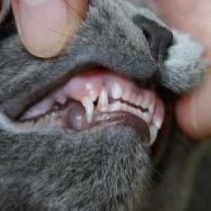 Promjena li mačke zubi?